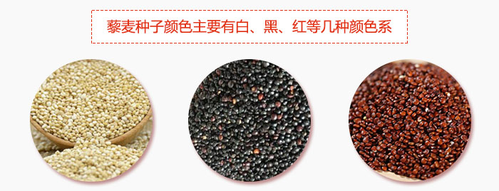 藜麦种子颜色主要有白、黑、红等几种颜色系，营养成分相差不大，其中白色口感好，黑、红色口感相对差些，籽粒也较小。